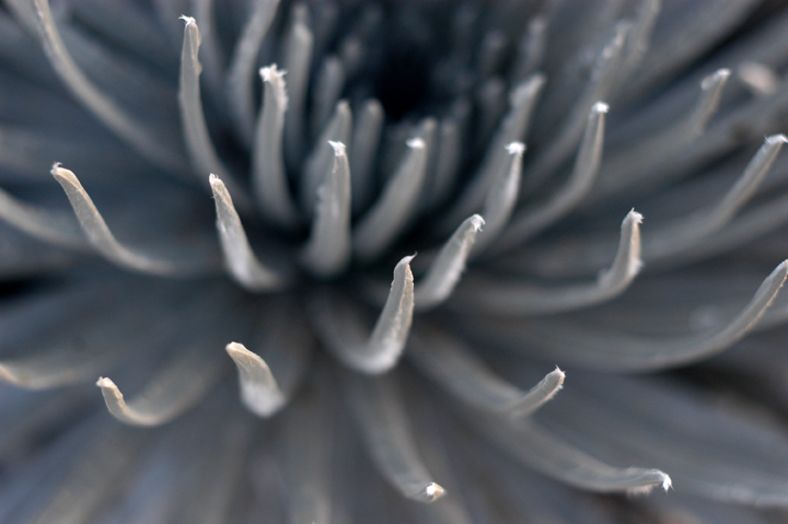 silversword_lo