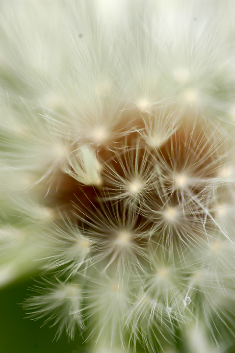 dandelion_lo